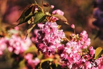 pink blossom in spring