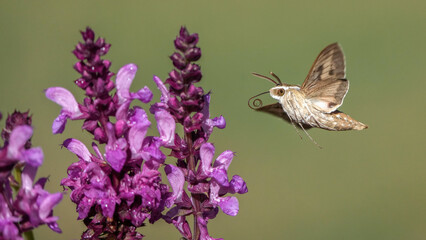 A White-Lined Sphinx Approaches a Salvia Flower With Its Proboscis Rolled Up in the Spring of Oklahoma