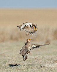 A Pair of Male Lesser Prairie Chickens Displaying and  Fighting At a Lek in Kansas in the Spring