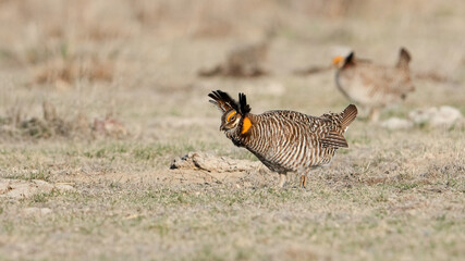 A Male Lesser Prairie Chicken Displays at a Lek in the Spring in Kansas