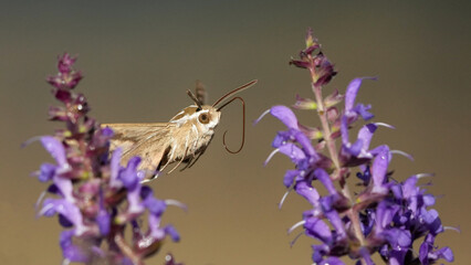A White-Lined Sphinx Approaches Salvia to Feed Off Of in Oklahoma