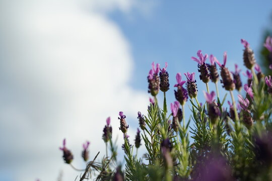 植物園、花、東京、日本、野外、空、青空、雲、花、5月、春、植物、自然、ジャパン、スプリング、ハーブ、ティー、ラベンダー、花、紫、ラベンダーアボンビュー、lavandula、stoechas、subsp、pedunculata、avon、view、lavender、