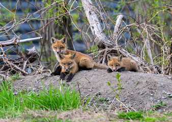 Three Eastern American Red Fox kits closeup portrait