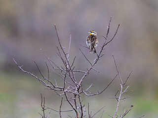 Eastern Meadowlark on tree branch in early Spring