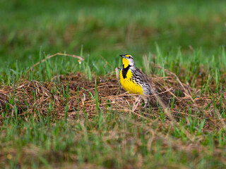 Eastern Meadowlark on green grass in Spring