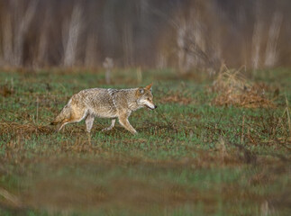 Naklejka na ściany i meble Coyote running on grass in early spring