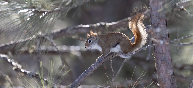 Red Squirrel, Acrobats of the North: Playful Red Squirrel Poses on Tree Branch, Illustrating Northern Ontario's Wildlife Charm.  Wildlife Photography. 