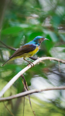 Bird (Brown-throated sunbird, Plain-throated sunbird) male has iridescent green and purple...