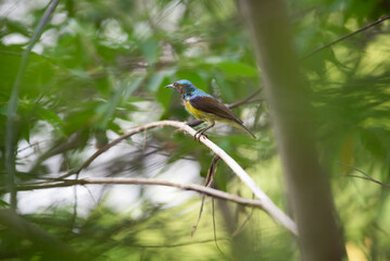 Bird (Brown-throated sunbird, Plain-throated sunbird) male has iridescent green and purple upperparts with chestnut on wing-coverts and scapulars primarily yellow perched on tree in the nature wild