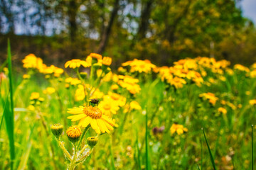 Obraz premium Kreuzkraut