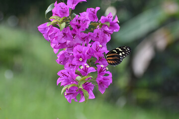 butterfly perched on a flower