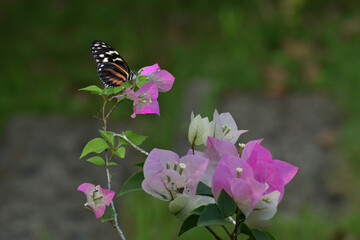 butterfly perched on a flower