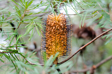 Hairpin banksia australian plant - Banksia spinulosa