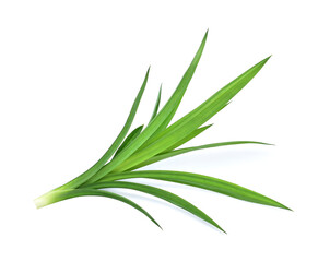 Pandan leaves.Thai pandan leaves.Green leaves so beautiful.Fresh pandan leaves isolated on white background