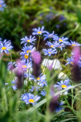 flowers in the garden