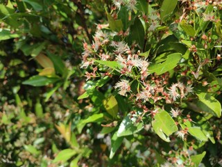 Red shoots ( Syzygium myrtifolium ) is a plant species known as an ornamental plant belonging to the genus Syzygium. The color of the newly emerging leaf buds has a bright red color.