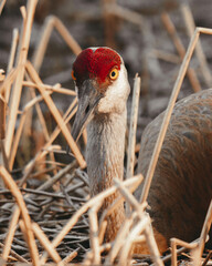 Sandhill Crane on nest close up