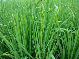 Green rice in the rice fields is a beautiful and calming sight. There are a million green leaves swaying in the wind, creating a pleasant sound.In the rice fields, rice thrives and blooms beautifully.