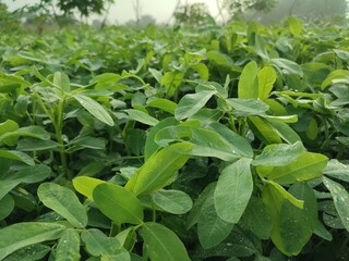 The many lush green leaves of peanuts growing in the middle of a farm field signify freshness and...