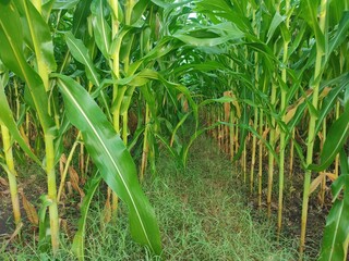 Obraz premium A close-up shot of a cornfield, showing the lush green growth and bright flowers in the beauty of nature.