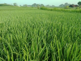 Green rice in the rice fields is a beautiful and calming sight. There are a million green leaves swaying in the wind, creating a pleasant sound.In the rice fields, rice thrives and blooms beautifully.