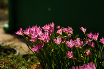 Obraz premium Pink flower known as rain lily or also called Zephyranthes rosea when it blooms