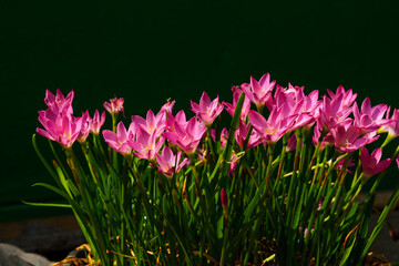 Pink flower known as rain lily or also called Zephyranthes rosea when it blooms