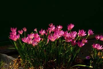 Pink flower known as rain lily or also called Zephyranthes rosea when it blooms