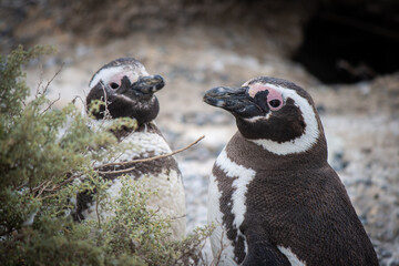 Naklejka premium Nosotros dos