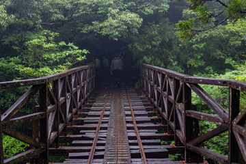 bridge in the forest