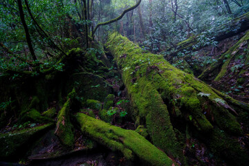 tree in the forest