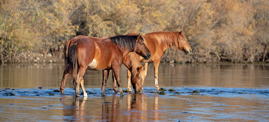 Dark and light bay wild horse stallions in the Salt Creek river near Mesa Arizona United States