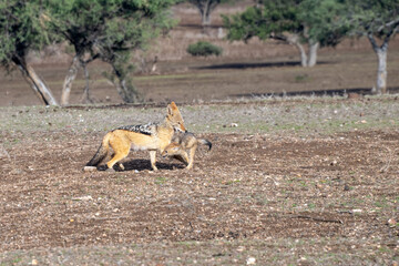 Black-backed Jackal carrying Pup in Botswana, Africa