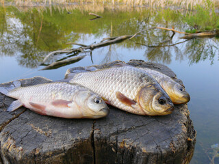 Three pond carp lying on a tree stump against the backdrop of a pond.