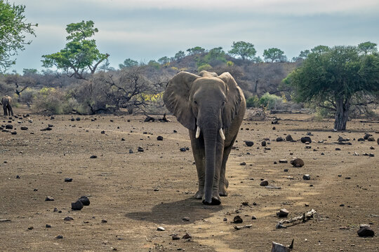 Elephant and Fresh Footprints after a Rainstorm in Botswana