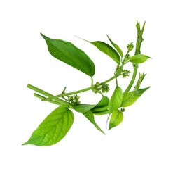 Gymnema inodorum leaf or Gurmar leaf  isolated on white background, tropical herb, Drug treatment for diabetes.Gymnema inodorum (Lour.) Decne.,Green leaves and flowers have medicinal properties.