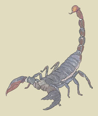 Drawing Emperor scorpion, big size, poisoneus, art.illustration, vector
