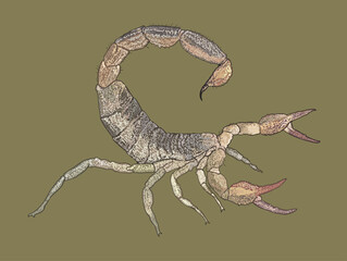 Drawing Common calipornia scorpion,sting,claw,art.illustration, vector
