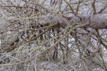 Fallen broken spruce tree branches covered with hoarfrost in winter. Natural background.