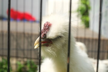Close up of white silkie chicken in the cage