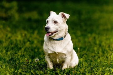 A pet dog walks outdoors. Purebred breed Jack Russell Terrier male