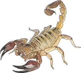 Drawing Arizona bark scorpion, large,stinger, art.illustration, vector