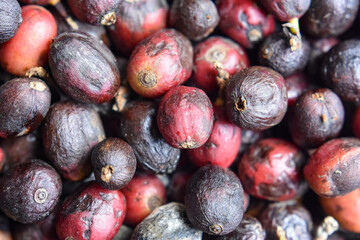 Close up of fresh & dried red raw coffee beans