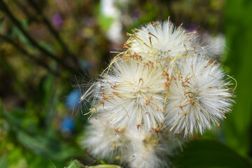 Closeup view of Ripe fruits of Common dandelion.