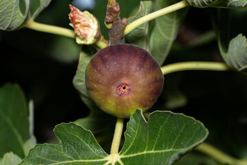 Purple fig on a tree growing in the month of Autumn in Adelaide, South Australia