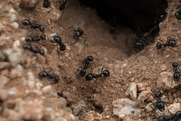 Ants for fun
