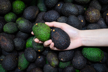 woman hand picking up ripe hass avocado fruit on avocados background in supermarket