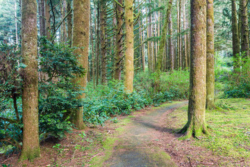 Path in the forest park among mossy trees
