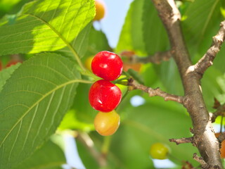 Tokyo, Japan - April 29, 2023: Young cherry fruits on a tree
