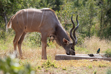 Greater kudu bull drinks water from a man made structure in the wild